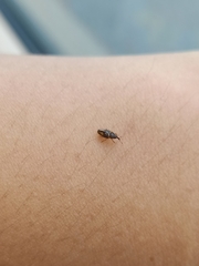 Litosomina