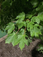 Acer