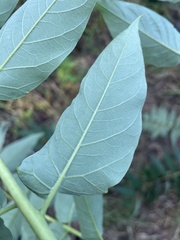Ailanthus