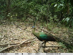 Pavo muticus