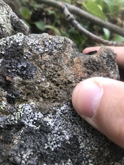 Protoparmelia badia