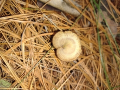 Auriscalpium vulgare
