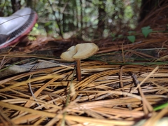 Auriscalpium vulgare