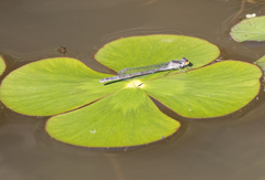 Ischnura heterosticta