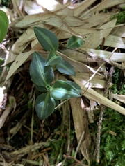 Goodyera nankoensis