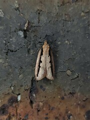 Leptocroca sanguinolenta