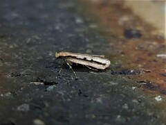 Leptocroca sanguinolenta