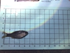 Paratanakia himantegus