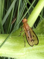 Tetanocera plebeja