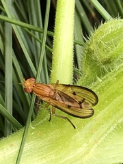 Tetanocera plebeja