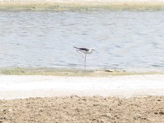 Himantopus himantopus