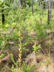 Schoenocaulon dubium