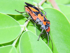 Lygaeus analis