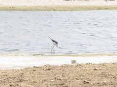 Himantopus himantopus