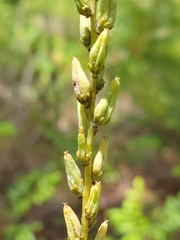 Schoenocaulon dubium