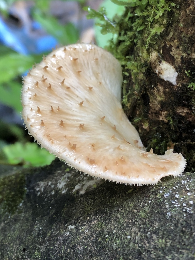 Echinochaete brachypora · December 2019 · photo: © blazeclaw (iNaturalist, cc-by)