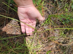 Schoenocaulon dubium