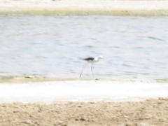 Himantopus himantopus