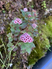 Spiraea morrisonicola