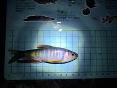 Opsariichthys evolans