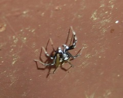 Phintella bifurcilinea