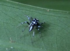 Phintella bifurcilinea