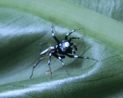 Phintella bifurcilinea