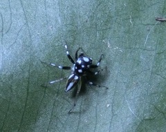 Phintella bifurcilinea