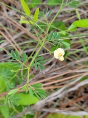 Aeschynomene viscidula