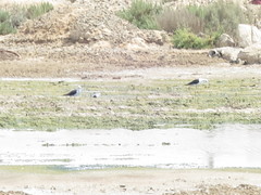 Himantopus himantopus