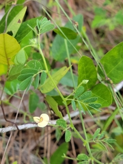 Aeschynomene viscidula