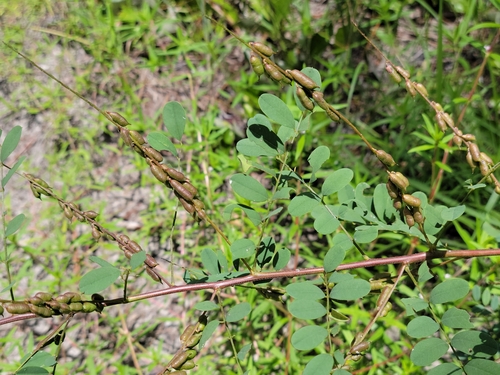 Image of Indigofera caroliniana by (c) Jay Horn, some rights reserved (CC BY)
