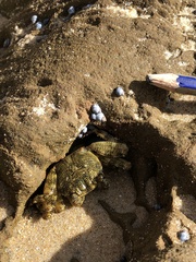 Pachygrapsus laevimanus