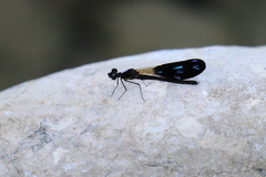 Aristocypha aino