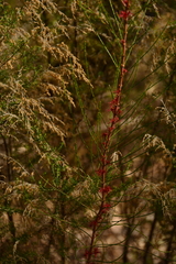 Allocasuarina diminuta diminuta