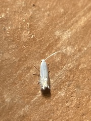 Leucoptera