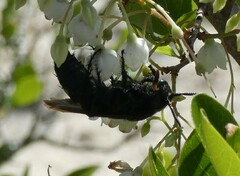 Pygodasis quadrimaculata