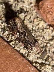 Phaecasiophora