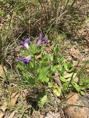 Ruellia lactea