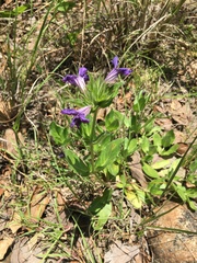 Ruellia lactea