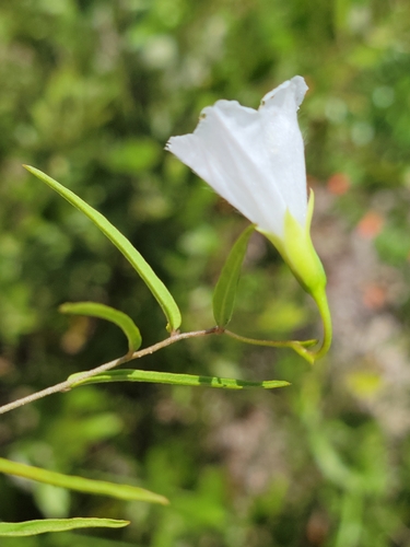 Image of Stylisma angustifolia by (c) Jay Horn, some rights reserved (CC BY)