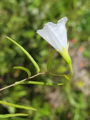 Stylisma patens subsp. angustifolia image