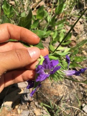 Ruellia lactea