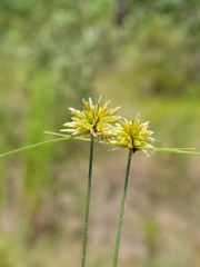Cyperus filiculmis