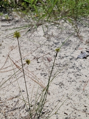 Cyperus filiculmis