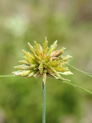 Cyperus filiculmis