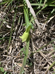 Codonopsis kawakamii
