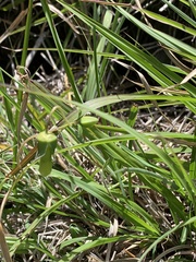 Codonopsis kawakamii