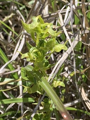Platanthera mandarinorum pachyglossa