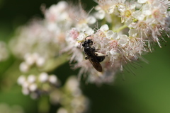 Andrena virginiana